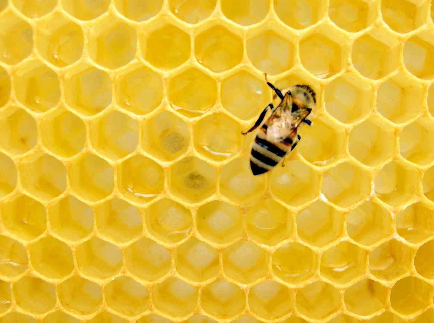 Từ Vựng Bài Đọc Secrets Of The Swarm