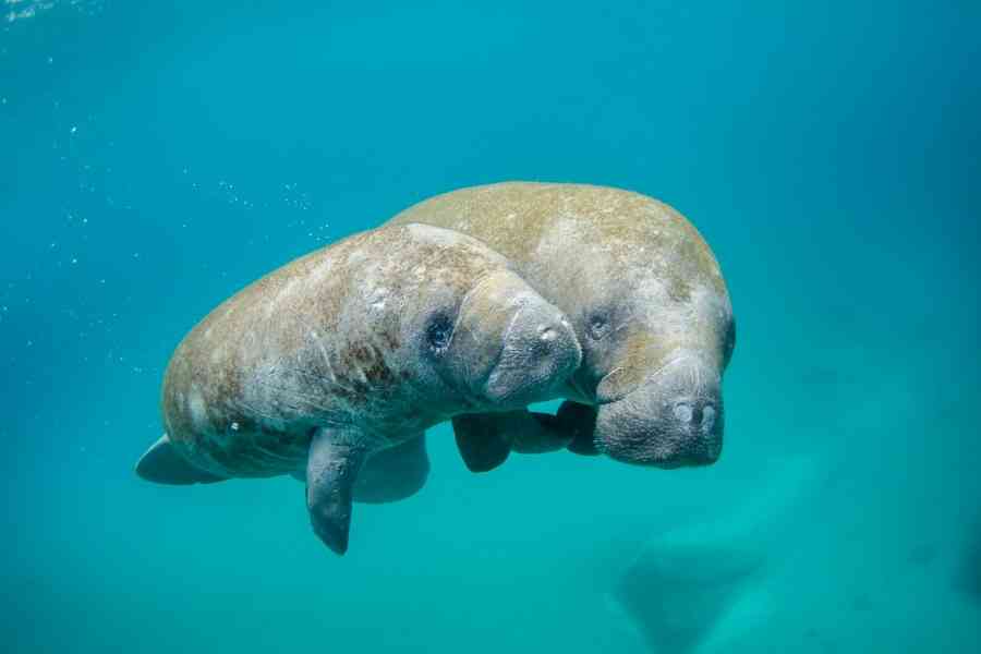 Từ Vựng Bài Đọc Manatees Cambridge IELTS 20 Reading Test 2 Passage 1