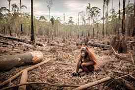 Real IELTS Writing Task 2 - Topic Plant & Animals (Biodiversity loss) & sample band 8.5+