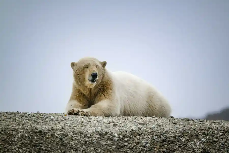 Why we need to protect polar bears