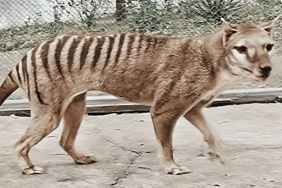 The thylacine - IELTS Reading with Practice Test, Answers And Explanation