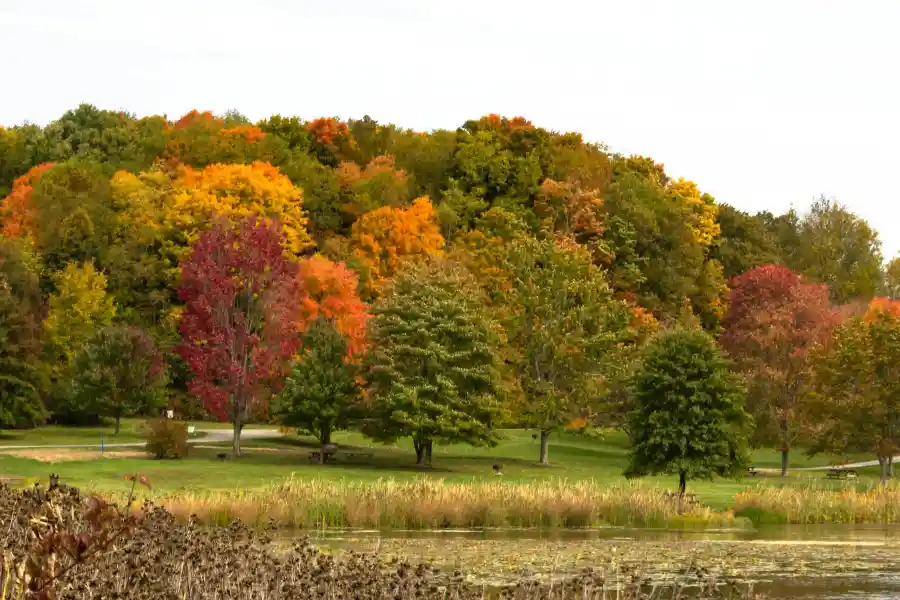 Forest management in Pennsylvania, USA