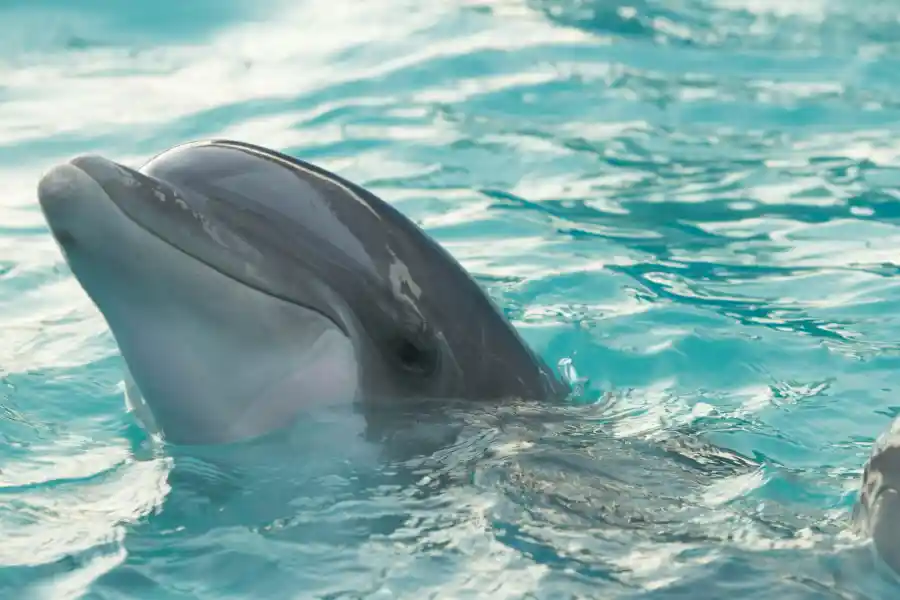 Dolphin Reservation Trust - IELTS Listening with Practice test, Audio, Transcript, And Explanation