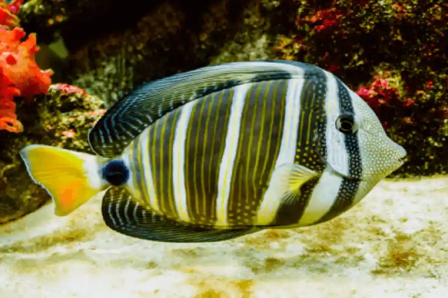 Ocean biodiversity - IELTS Listening with Practice test, Audio, Transcript, And Explanation