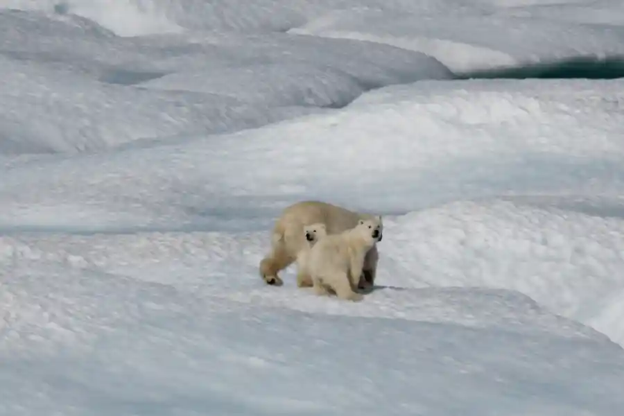 Reducing the effects of climate change - IELTS Reading with Practice Test, Answers And Explanation