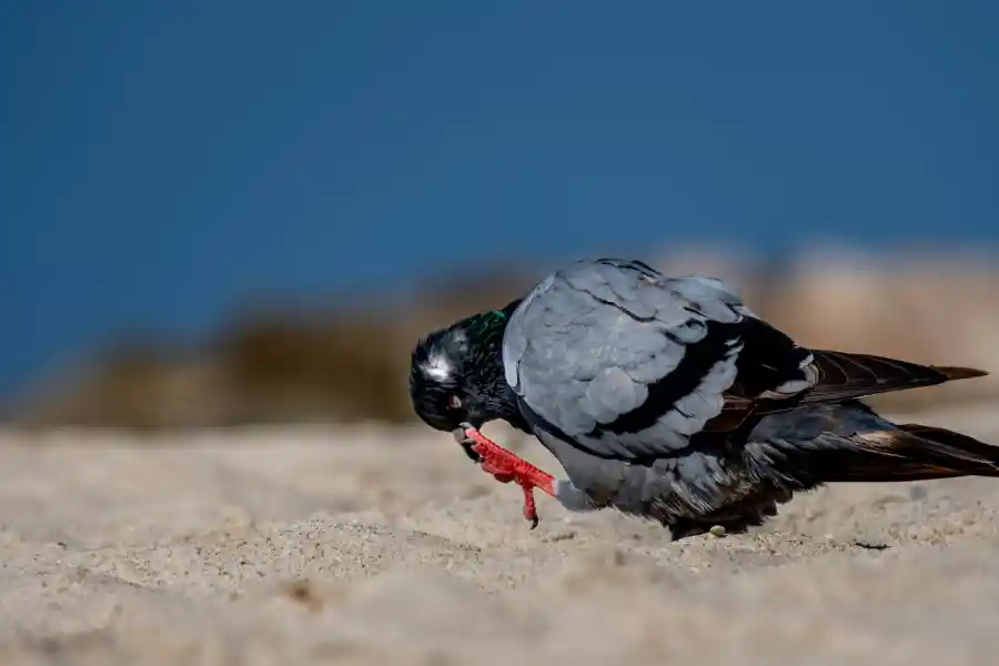 The Effects Of Environmental Change On Birds