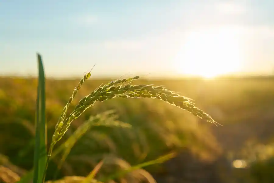 The risks agriculture faces in developing countries - IELTS Reading with Practice Test, Answers And Explanation