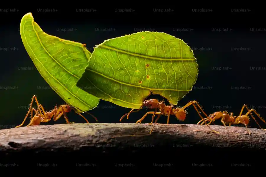 Invasive species - IELTS Listening with Practice test, Audio, Transcript, And Explanation