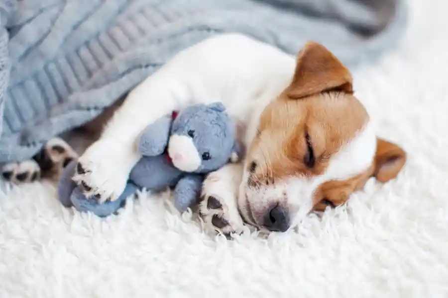 Do animals dream? - IELTS Reading with Practice Test, Answers And Explanation