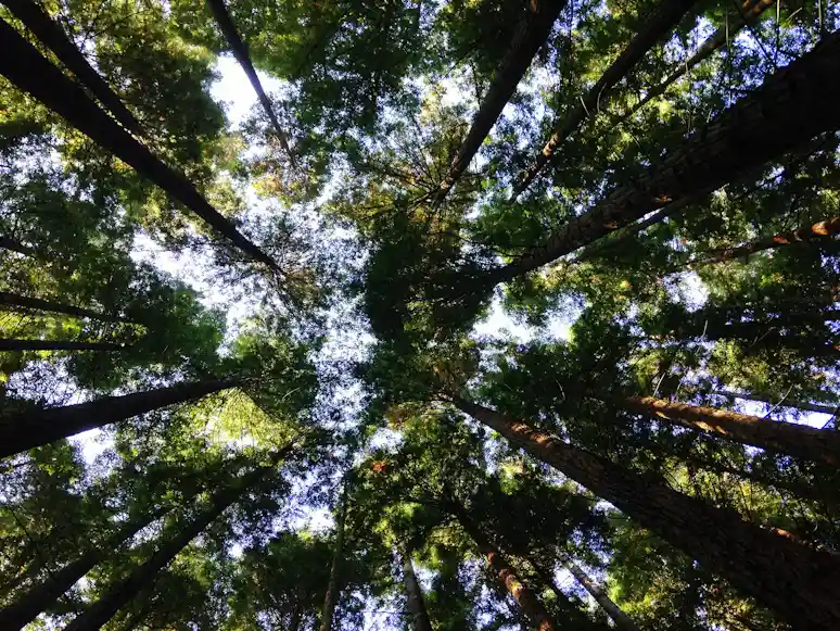 IELTS Speaking part 2 - Topic Laws to Protect the Environment: Bài mẫu và từ vựng
