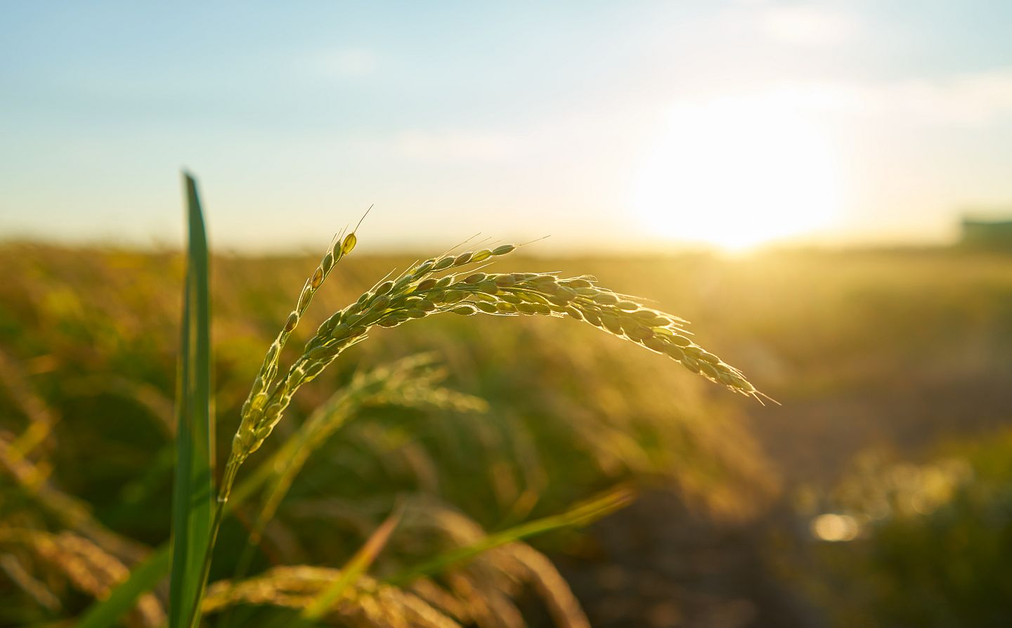 Từ Vựng Bài Đọc The Risks Agriculture Faces In Developing Countries