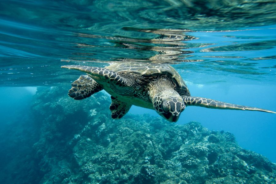 Từ Vựng Bài Nghe Sea Life Center - Infomation