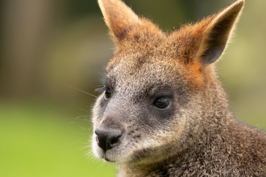 The Australian Wild Zoo IELTS Listening Answers With Audio, Transcript, And Explanation