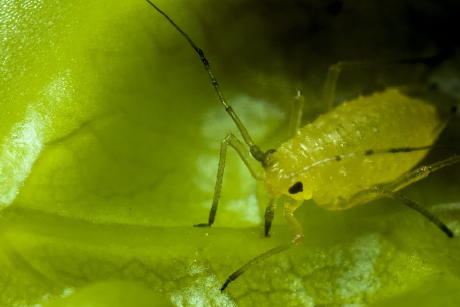 How To Kill Bad Insects IELTS Listening Answers With Audio, Transcript, And Explanation