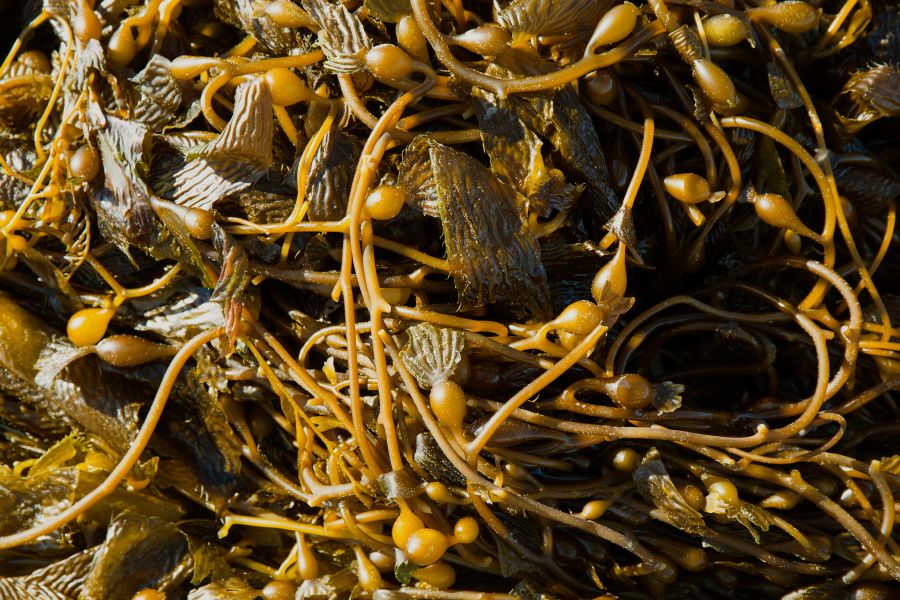 New Zealand seaweed