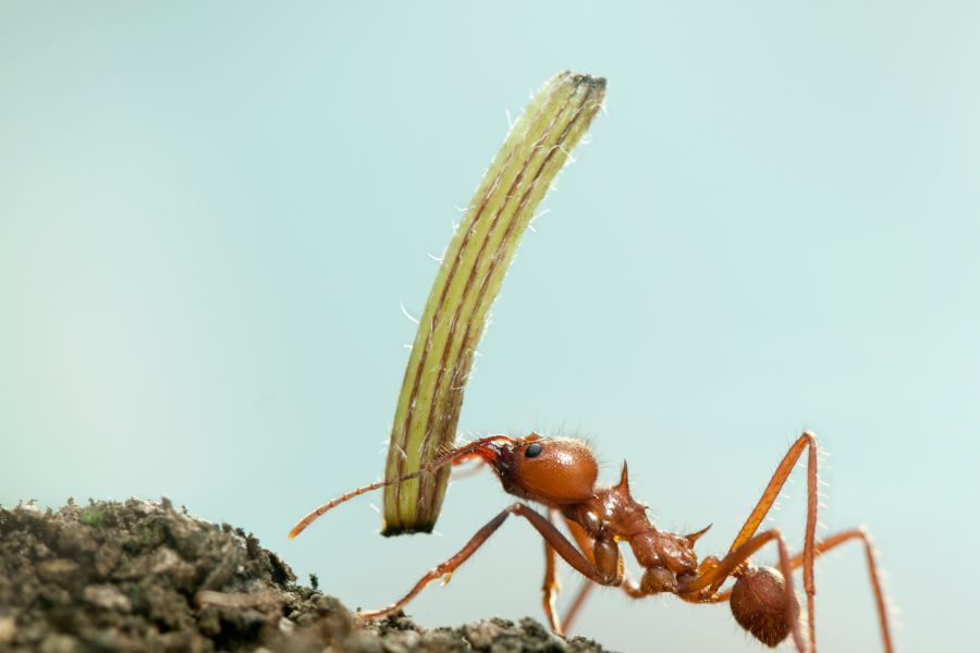 The ant and the mandarin