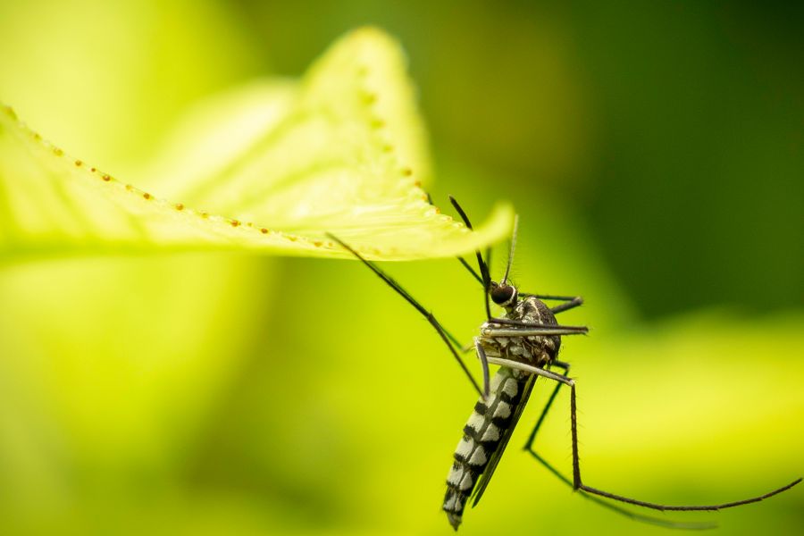 The conquest of malaria in Italy