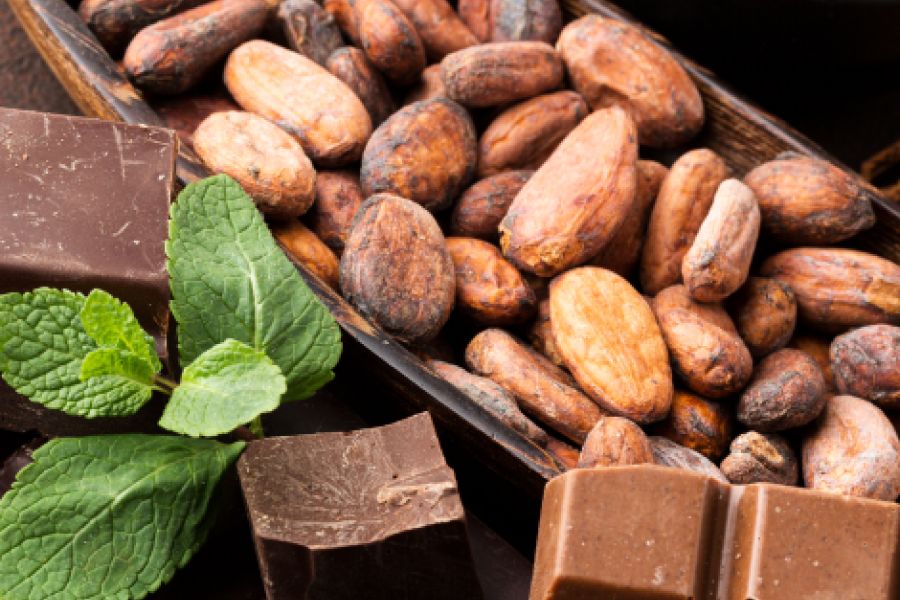 Harvesting And Processing Cocoa Beans IELTS Listening Answers With Audio, Transcript, And Explanation