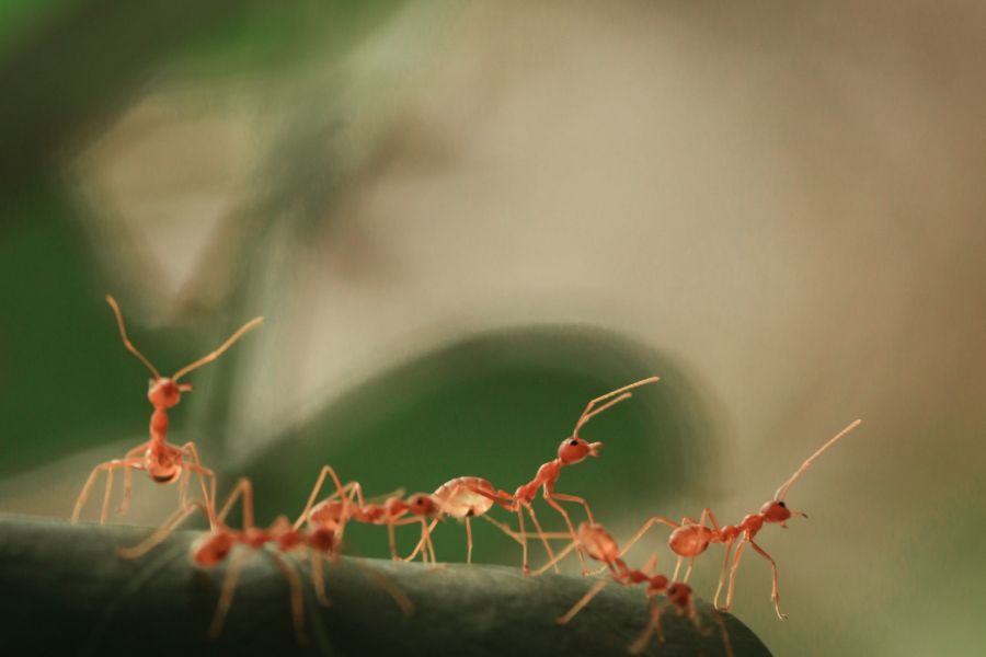 Từ Vựng Bài Đọc Ants Could Teach Ants