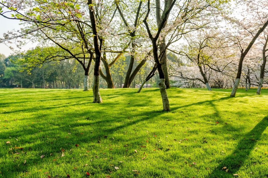 Public Parks IELTS Listening Answers With Audio, Transcript, And Explanation