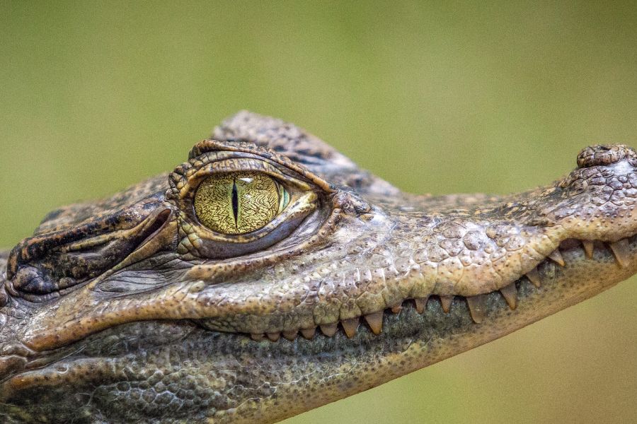 Từ Vựng Bài Đọc The Evolutionary Mystery- Crocodile Survives