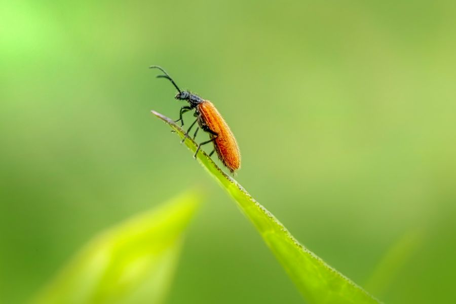 Từ Vựng Bài Đọc Saving Bugs To Find New Drugs