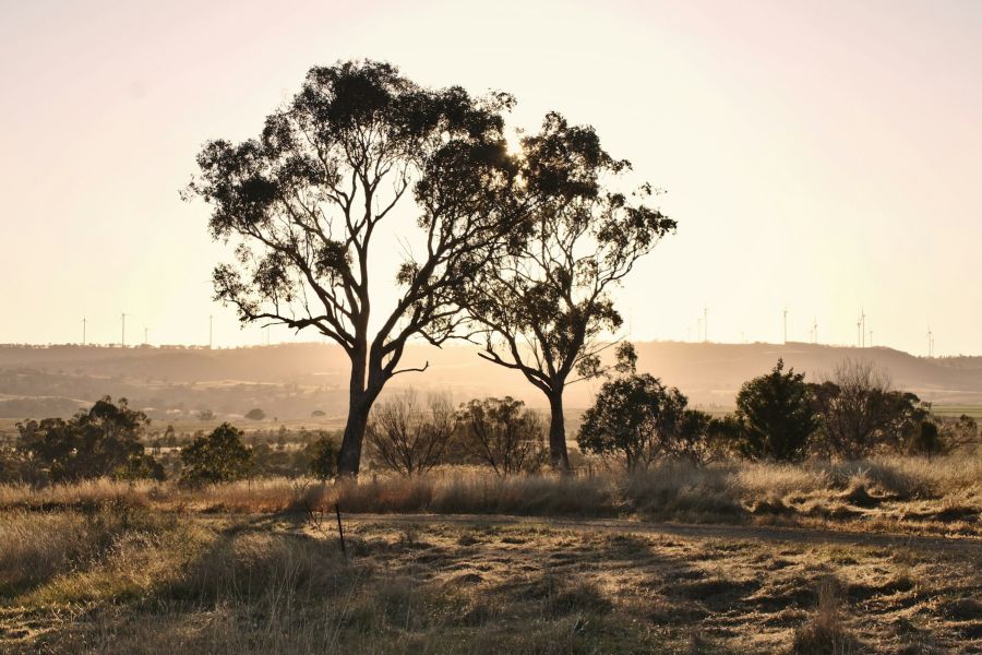 Từ Vựng Bài Nghe The Eucalyptus Tree In Australia