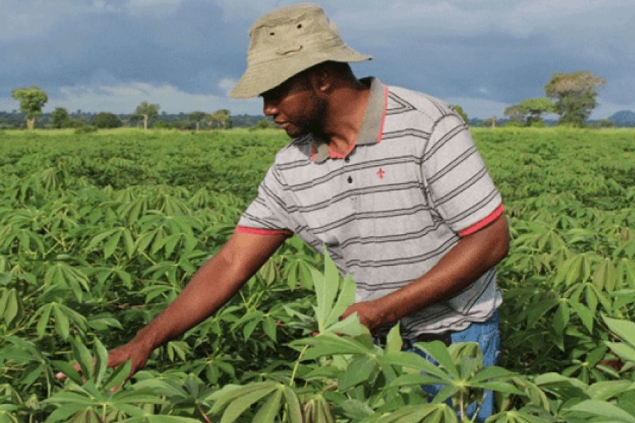 Từ Vựng Bài Nghe Agricultural Programme In Mozambique