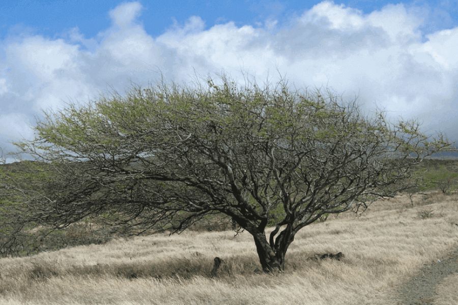 The Return Of The Huarango IELTS Reading Answers with Explanation