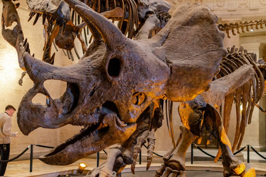 Should We Try To Bring Extinct Species Back To Life? IELTS Reading Answers with Explanation