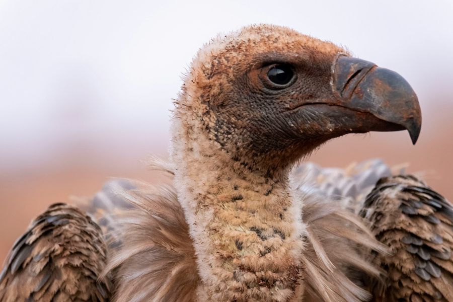 The Extinction Of The Dodo Bird IELTS Listening Answers With Audio, Transcript, And Explanation
