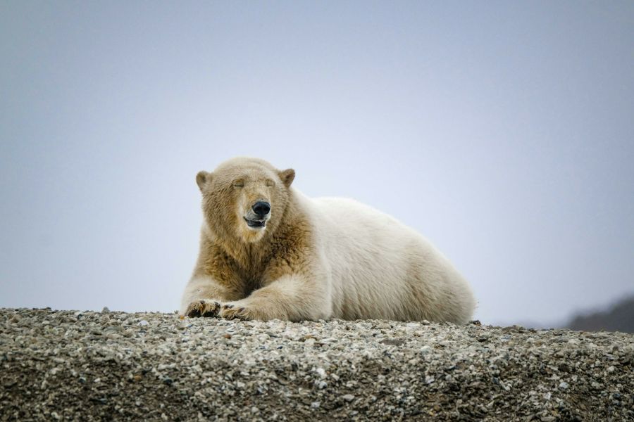 Từ Vựng Bài Đọc Why We Need To Protect Polar Bears