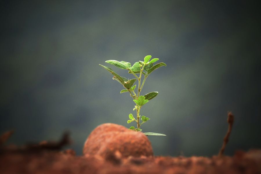 Plant 'Thermometer' Triggers Springtime Growth By Measuring Night-Time Heat IELTS Reading Answers with Explanation
