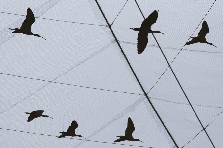 Bird Migration Theory IELTS Listening Answers With Audio, Transcript, And Explanation