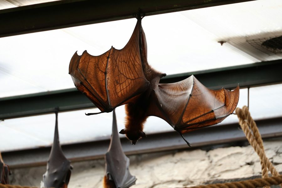 Từ Vựng Bài Đọc Bats To The Rescue