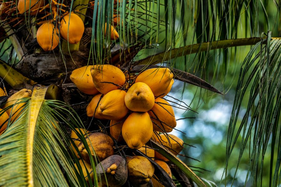 Palm Oil IELTS Reading Answers with Explanation
