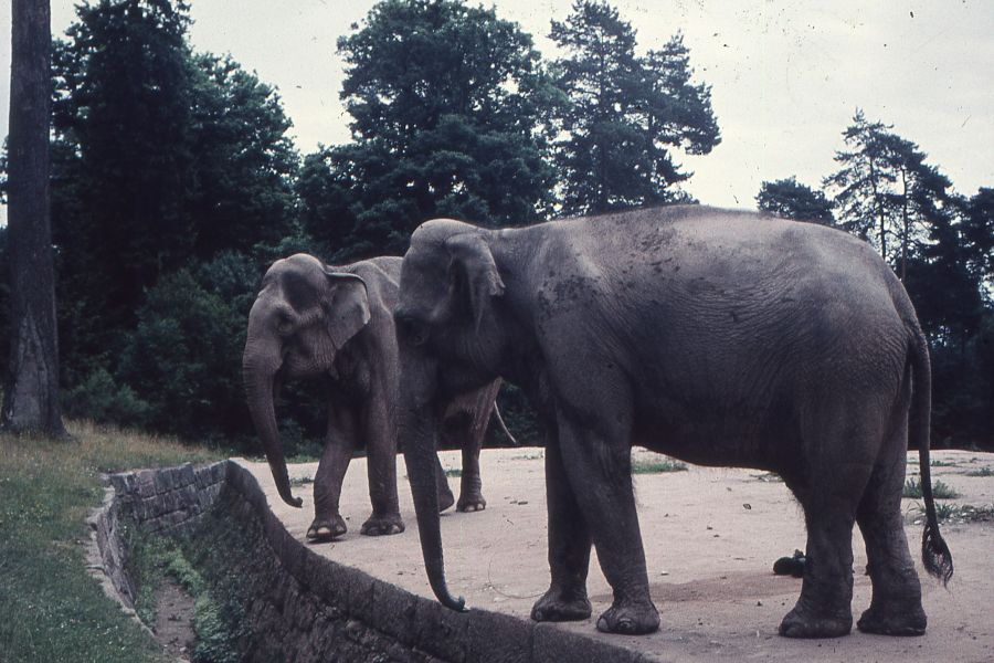 Elephant Translocation IELTS Listening Answers With Audio, Transcript And Explanation
