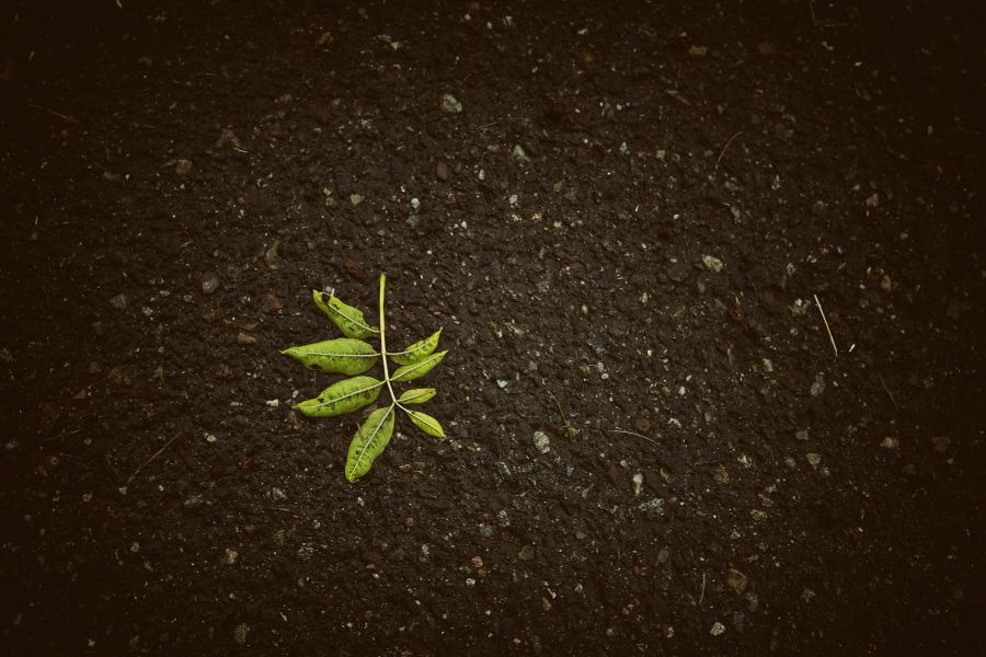Từ Vựng Bài Đọc The Growth Mindset