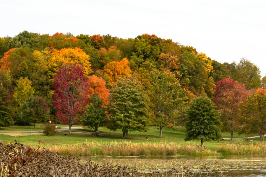 Forest Management In Pennsylvania, Usa IELTS Reading Answers with Explanation