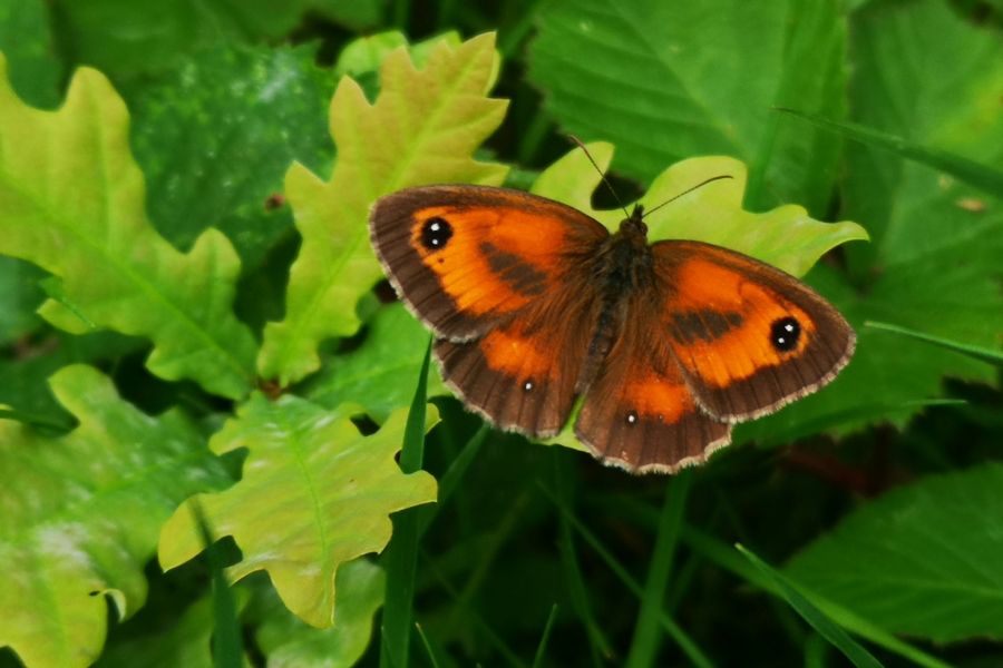 Từ Vựng Bài Đọc The Impact Of Climate Change On Butterflies In Britain