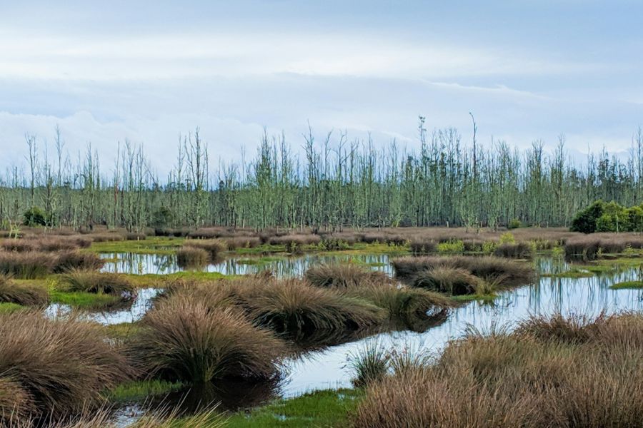 Từ Vựng Bài Đọc The Global Importance Of Wetlands