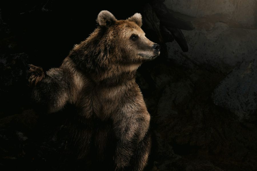 The Spirit Bear IELTS Listening Answers With Audio, Transcript, And Explanation