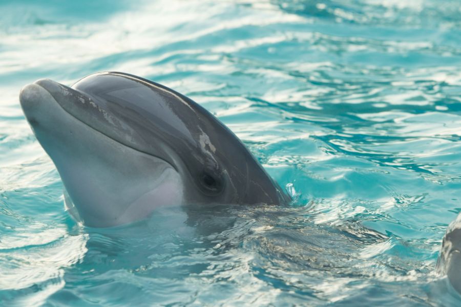 Dolphin Reservation Trust IELTS Listening Answers With Audio, Transcript, And Explanation