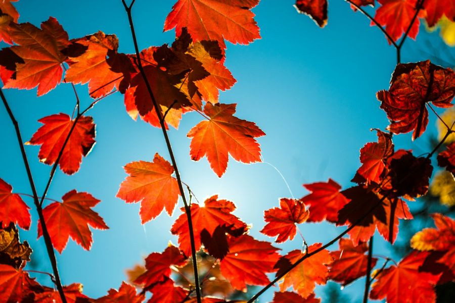 Autumn Leaves IELTS Reading Answers with Explanation