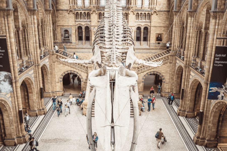 Từ Vựng Bài Nghe Newly Reopened Museum