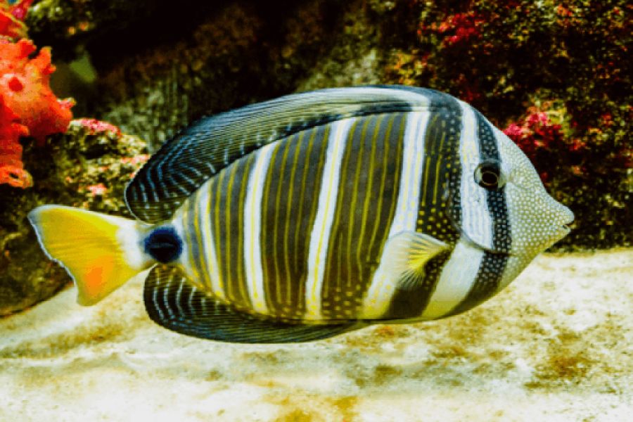 Ocean Biodiversity IELTS Listening Answers With Audio, Transcript, And Explanation