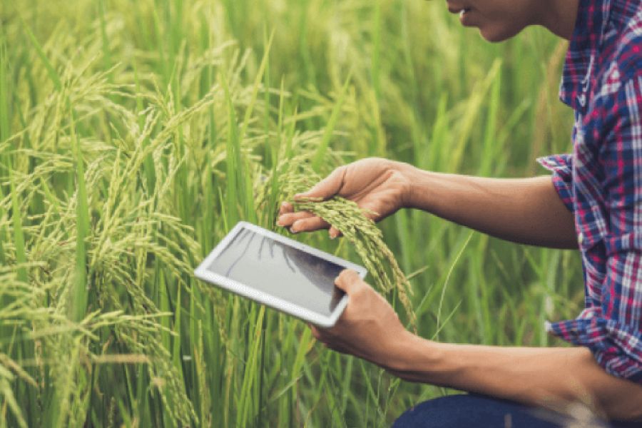 Fiddy Working Heritage Farm IELTS Listening Answers With Audio, Transcript, And Explanation