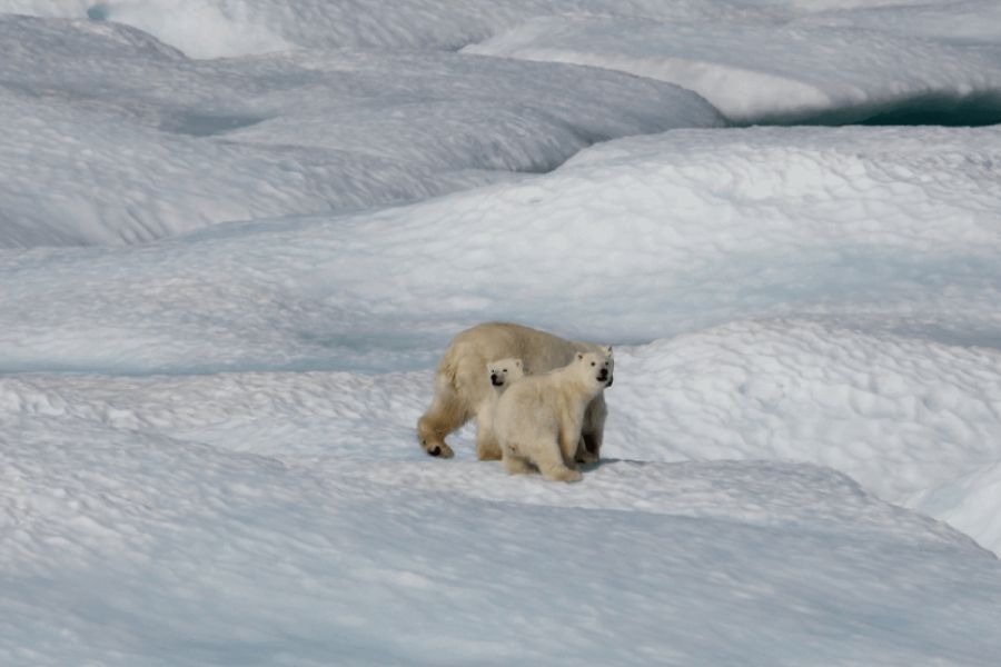 Reducing The Effects Of Climate Change IELTS Reading Answers with Explanation