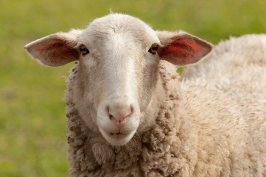 Từ Vựng Bài Nghe Visiting Sheepmarket Area