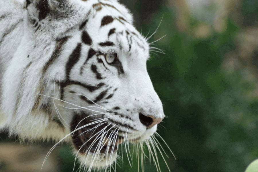 Bring Back The Big Cats IELTS Reading Answers with Explanation